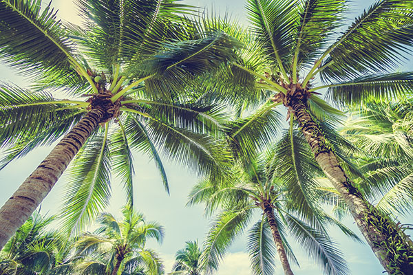 Ooo, these palm trees look so inviting. I want to be on a beach somewhere right now, barefoot in the sand.